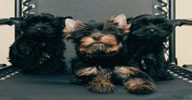Yorkshire Terrier dogs - Advert 15