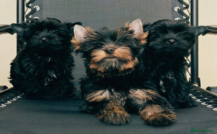 Yorkshire Terrier dogs - Advert 1