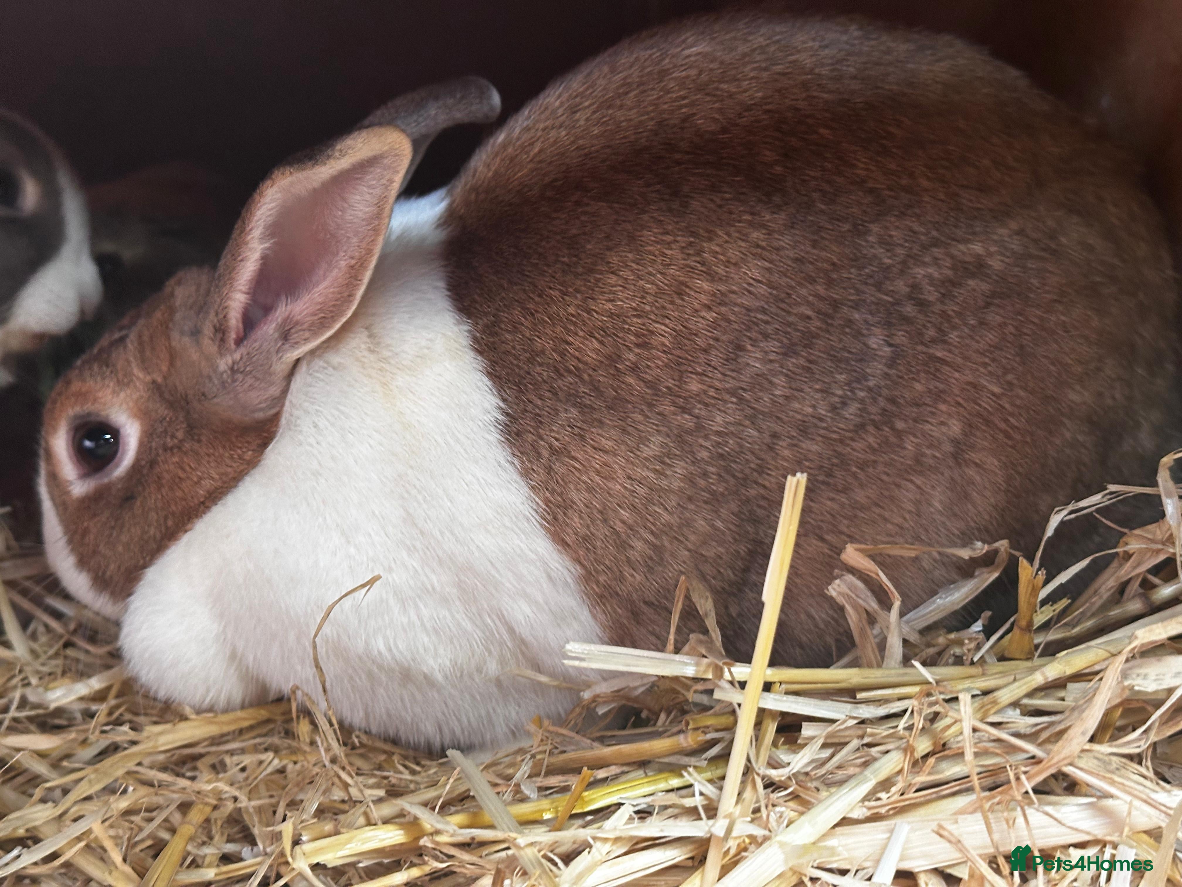 Dutch rabbits Large female breeding Dutch rabbit for sale £FREE - Advert 16