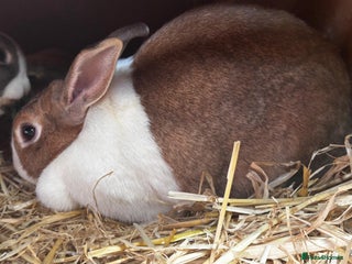 Dutch rabbits Large female breeding Dutch rabbit for sale £FREE - Advert 1