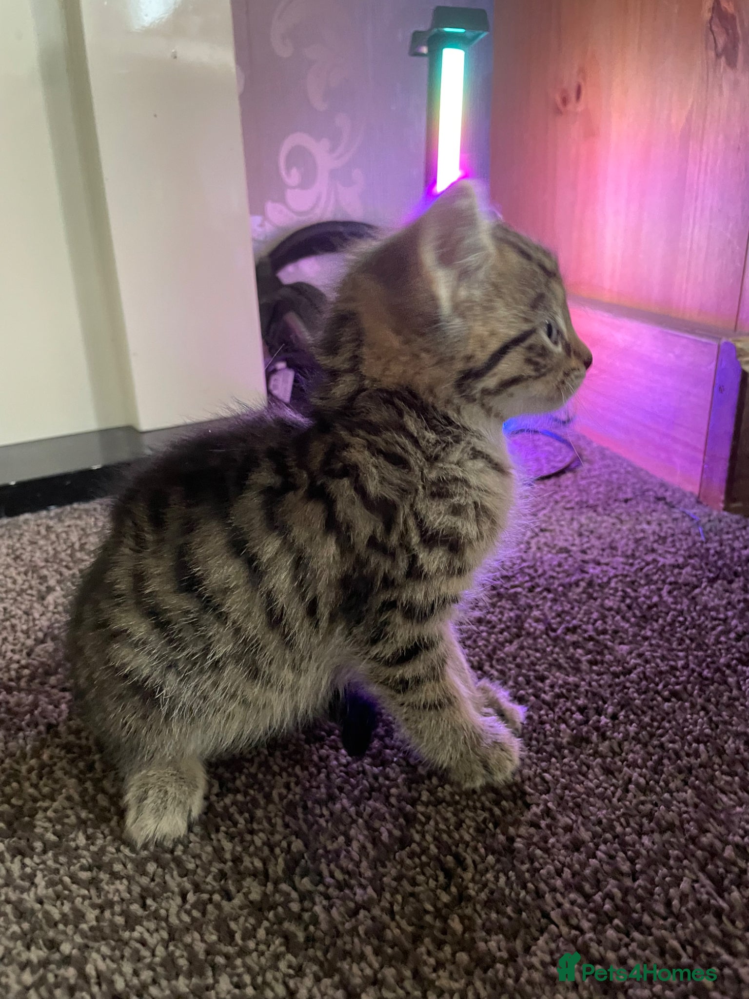 Mixed Breed cats 5 friendly kittens for sale.  - Advert 2