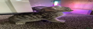 Mixed Breed Kitten 3