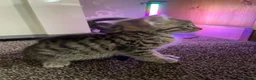 Mixed Breed cats for sale: 5 friendly kittens for sale.  - Advert 1