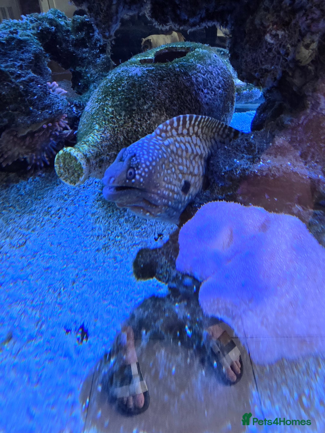 Angelfish fish for sale: Marine fish and coral - Image 7