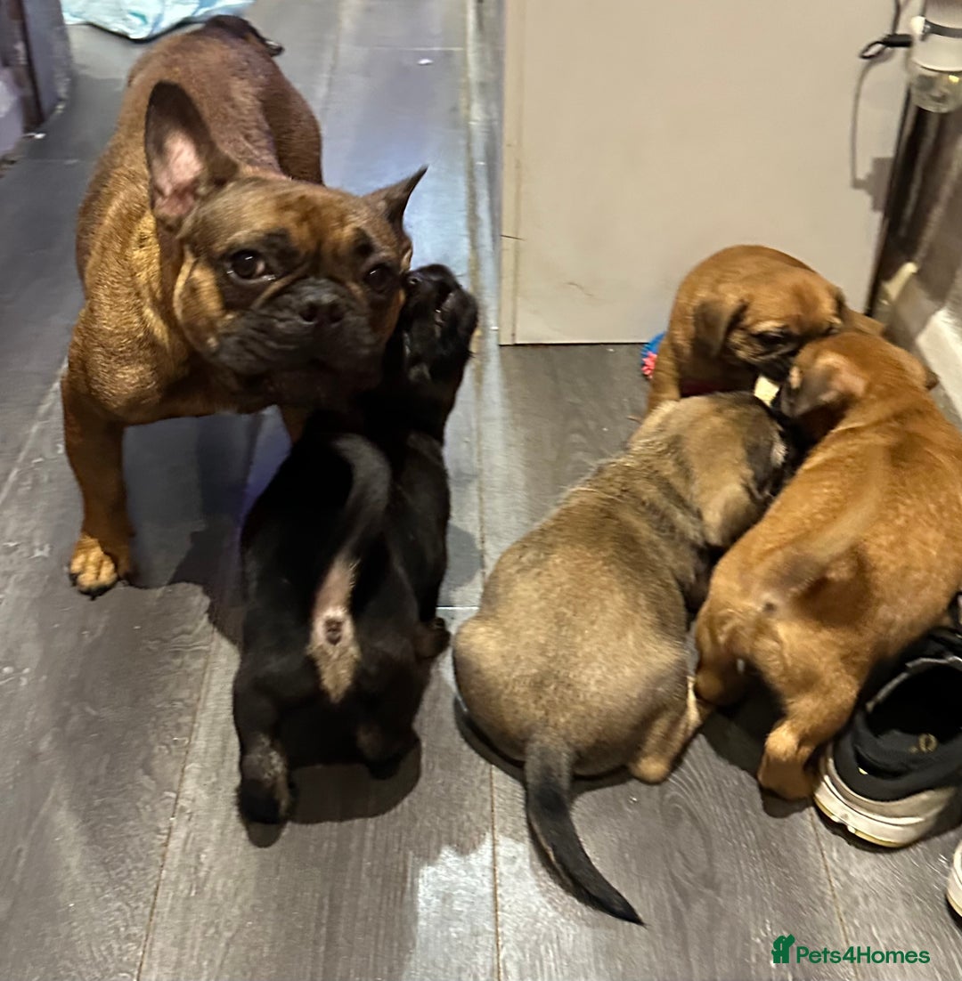 Mixed Breed dogs for sale: Frenchie X - Image 7