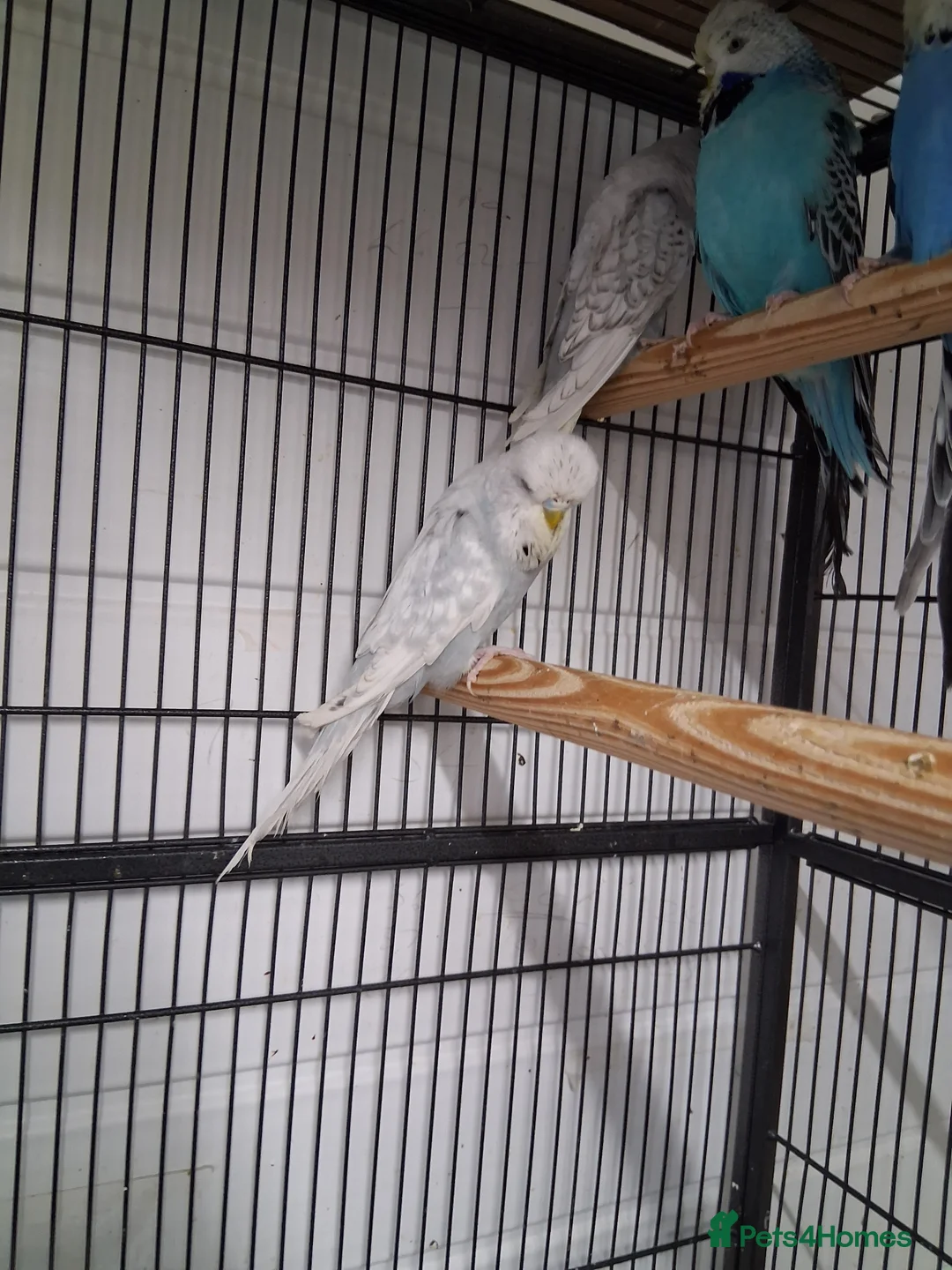 Budgerigars birds for sale: Exhibition Type Budgerigars - Advert 6