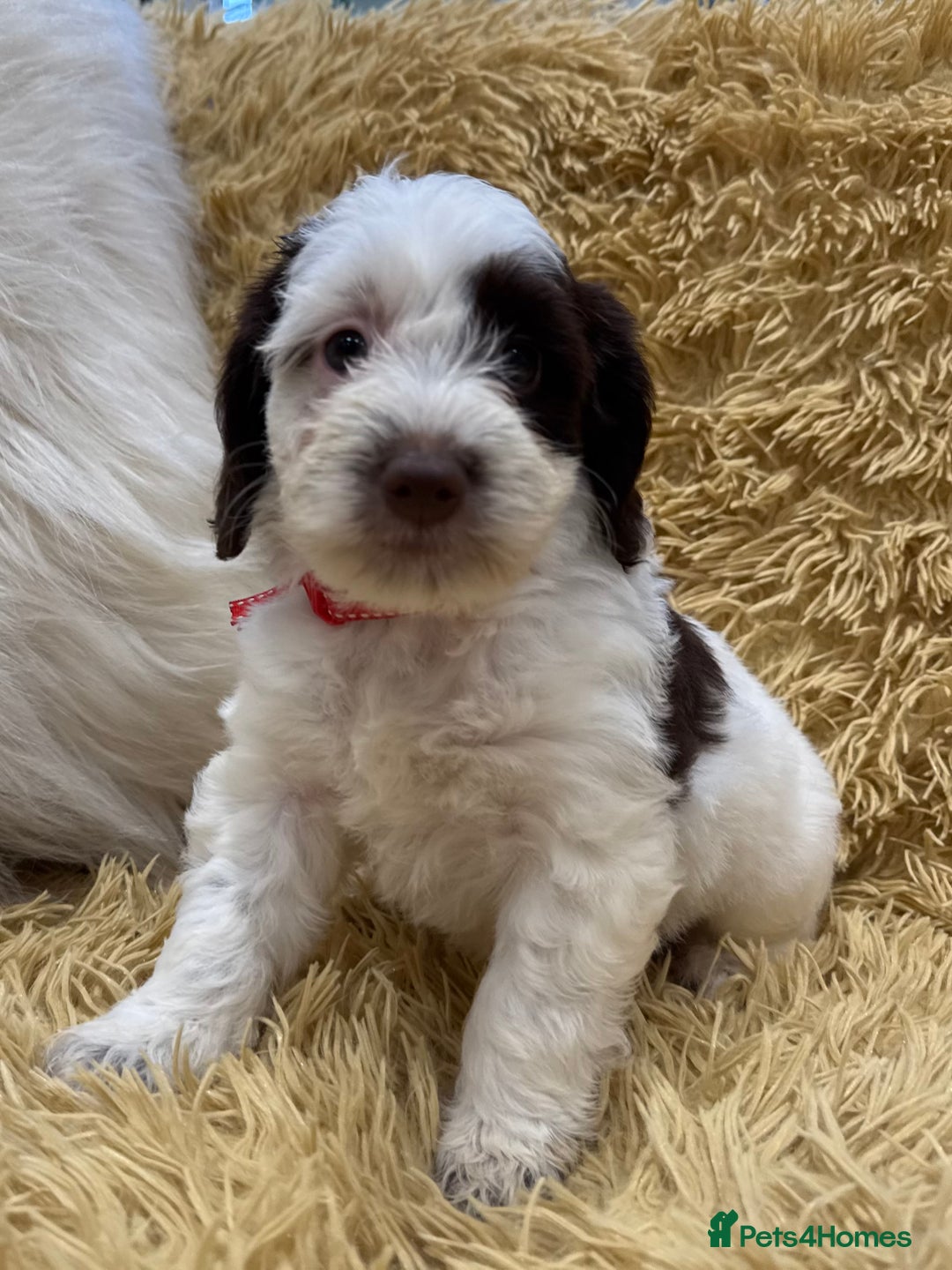 Mixed Breed dogs for sale: Mega Coated Schnockerpoo puppies - Image 30