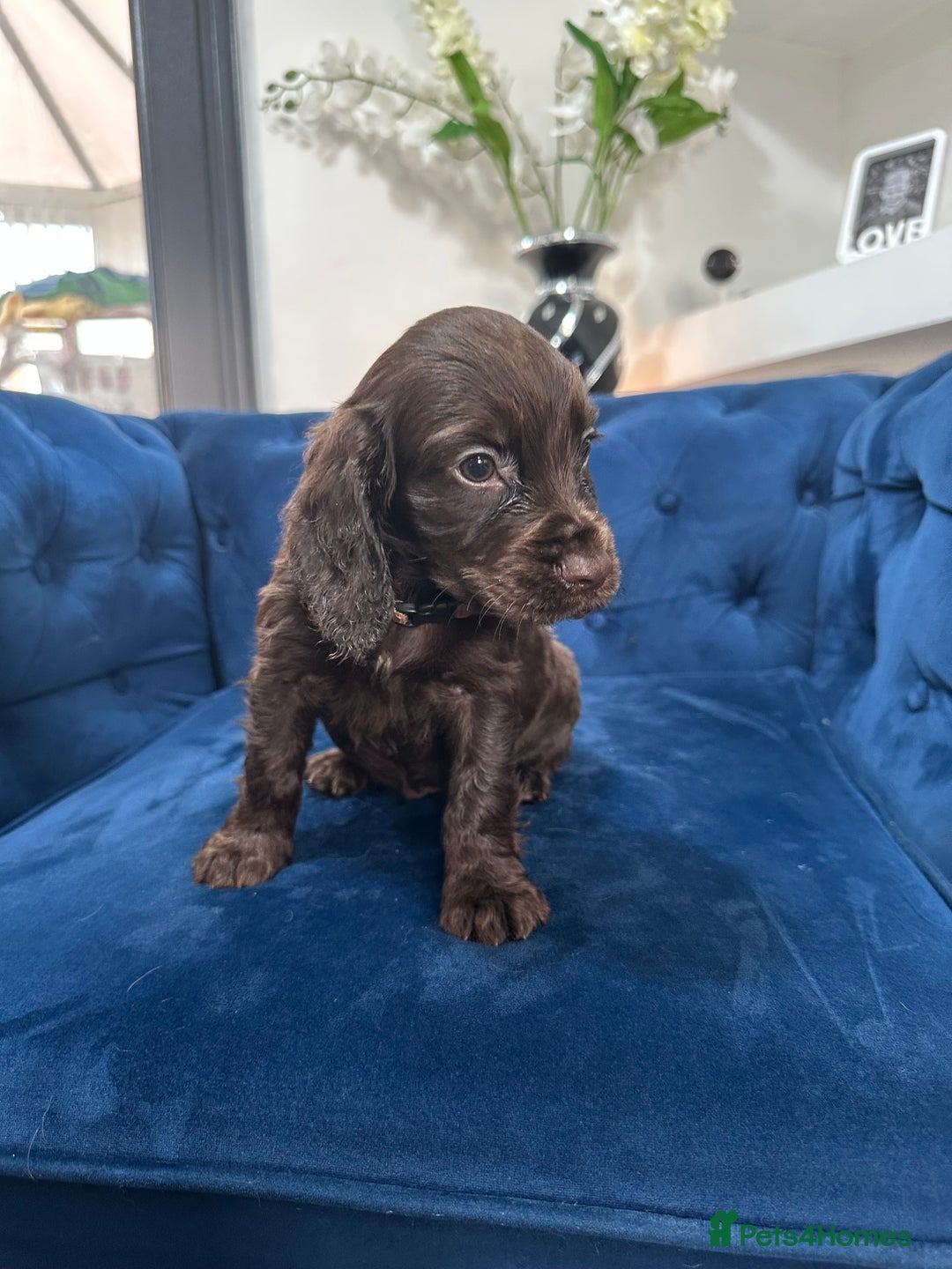 Cocker Spaniel dogs for sale: Beautiful litter of cocker spaniel pups 4 left  - Image 26