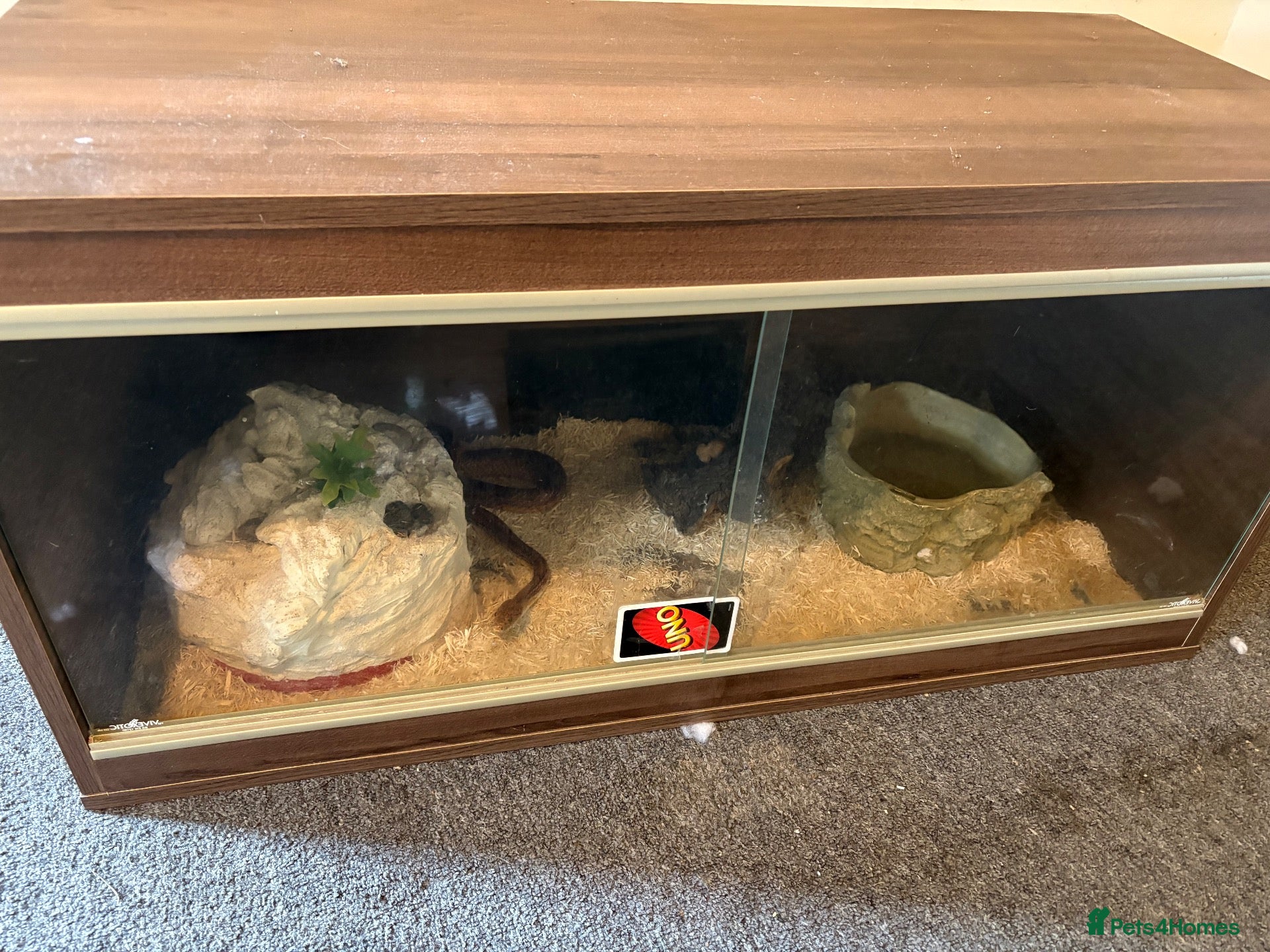 Corn Snake reptiles for sale: Female corn snake  - Advert 11