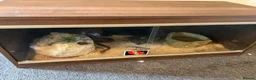 Corn Snake reptiles for sale: Female corn snake  - Advert 1