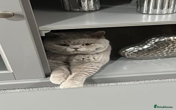 British Shorthair cats for sale: Lilac male available  - Image 3