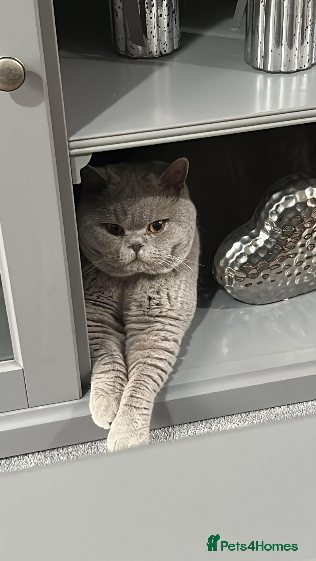 British Shorthair cats for sale: Lilac male available  - Image 3