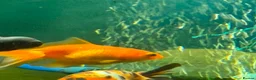 Fancy Goldfish fish for sale: Lots of fancy goldfish  in Saint Columb - Advert 4