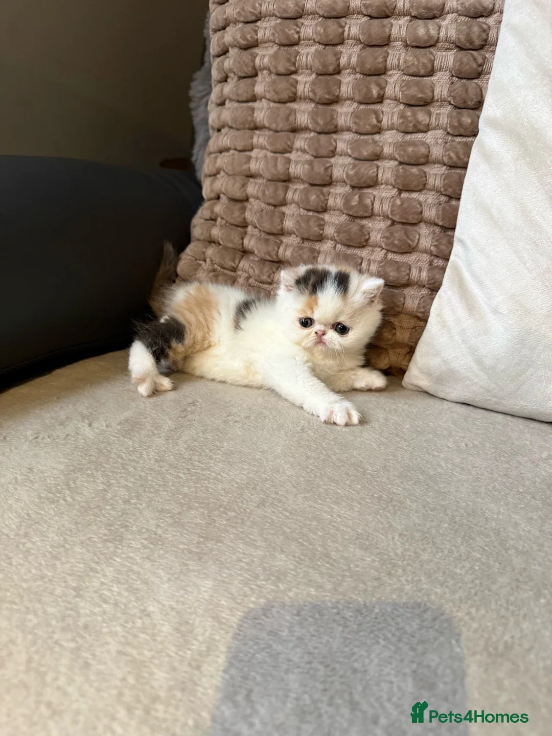 Exotic cats for sale: Two beautiful exotic shorthair babies  - Advert 7