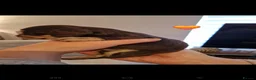 Dachshund dogs for sale: Miniature long haired dachshund puppies  - Advert 18