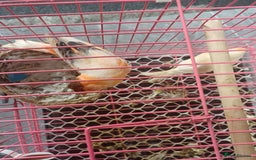 Canaries birds for sale: STAFFORD HERLIQUEEN RED FACTOR DIMORPHIC birds - Image 2