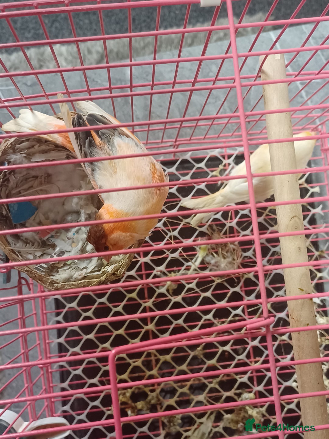 Canaries birds for sale: STAFFORD HERLIQUEEN RED FACTOR DIMORPHIC birds - Image 2