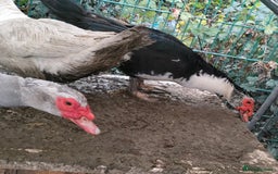 Ducks poultry for sale: Male Muscovy ducks for sale  - Advert 5