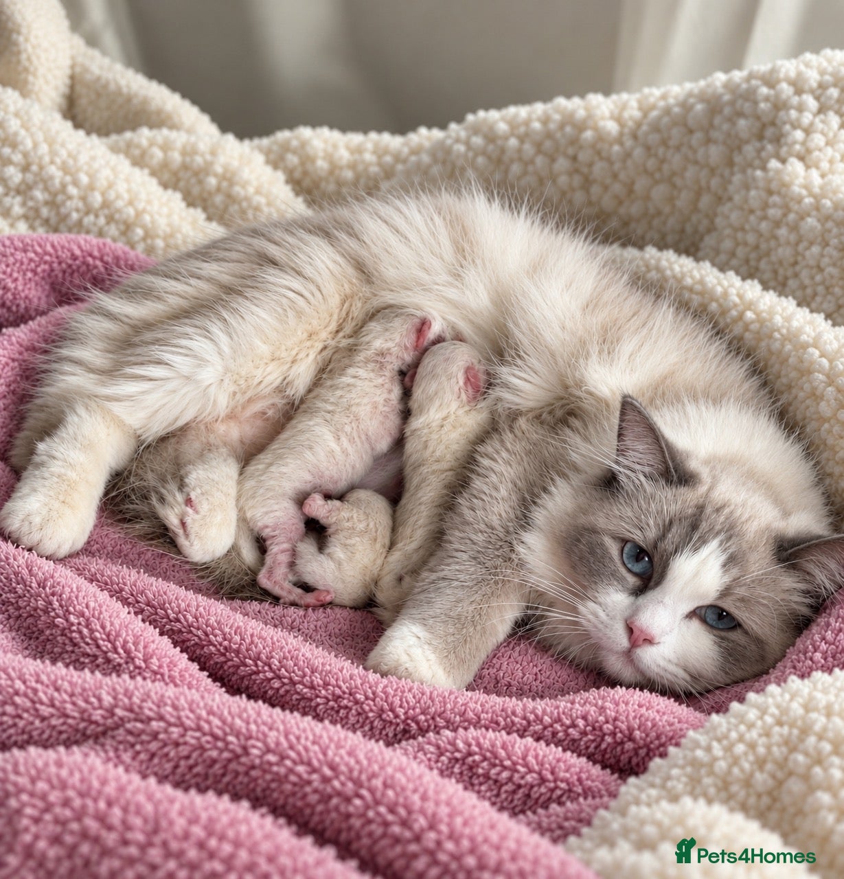 Ragdoll cats Blue Point Ragdolls  - Advert 1