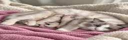 Ragdoll cats for sale: Blue Point Ragdolls  - Advert 1