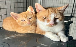 Domestic Shorthair cats for sale: William & Harry (The Royals) - Image 8