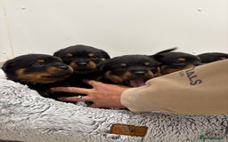 Rottweiler dogs for sale: Beautiful Rottweiler litter  - Image 4