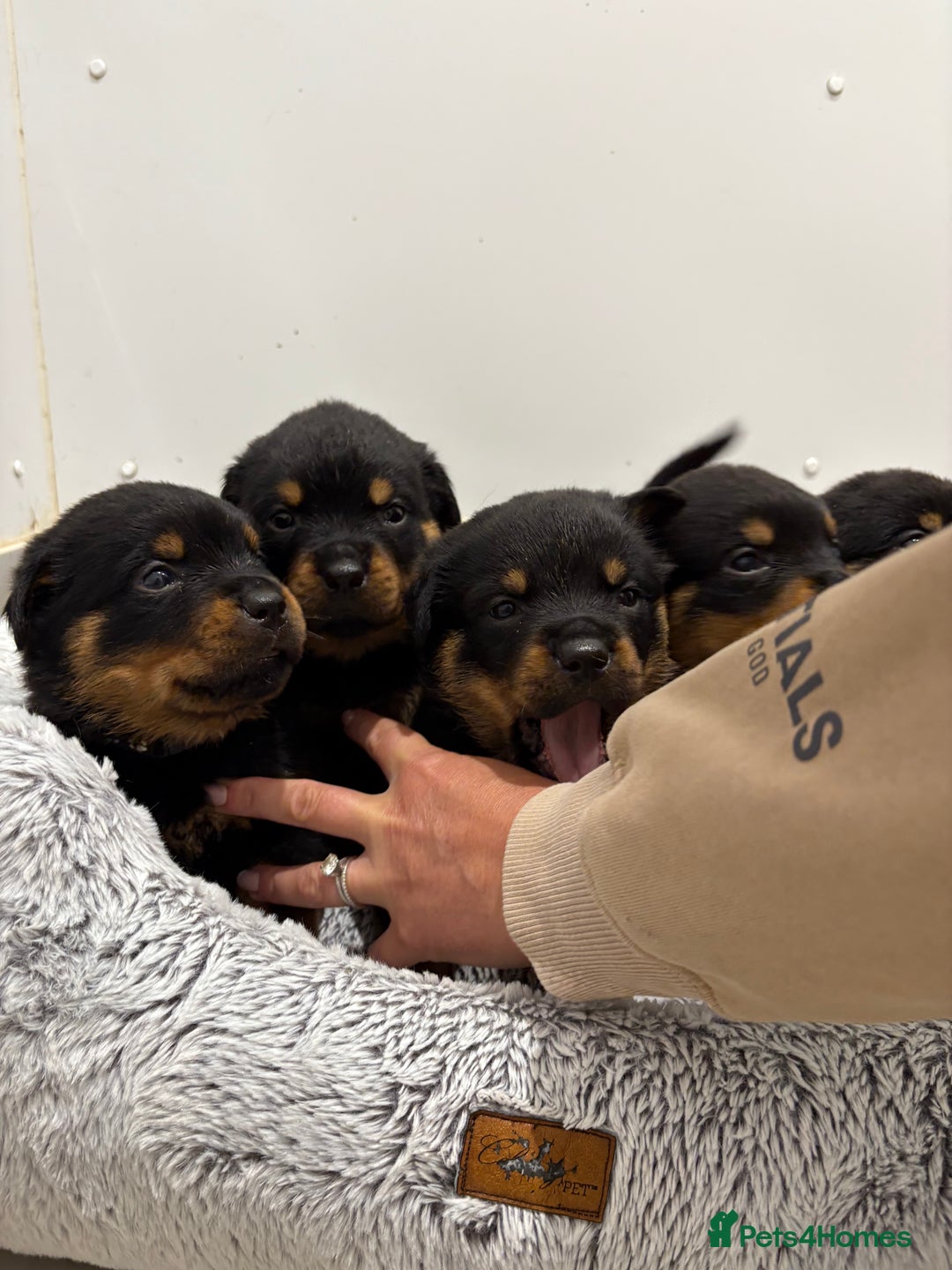 Rottweiler dogs for sale: Beautiful Rottweiler litter  - Image 4