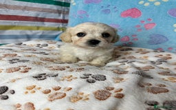 Cavachon dogs for sale: Beautiful Litter of Cavachon Puppies - Image 6