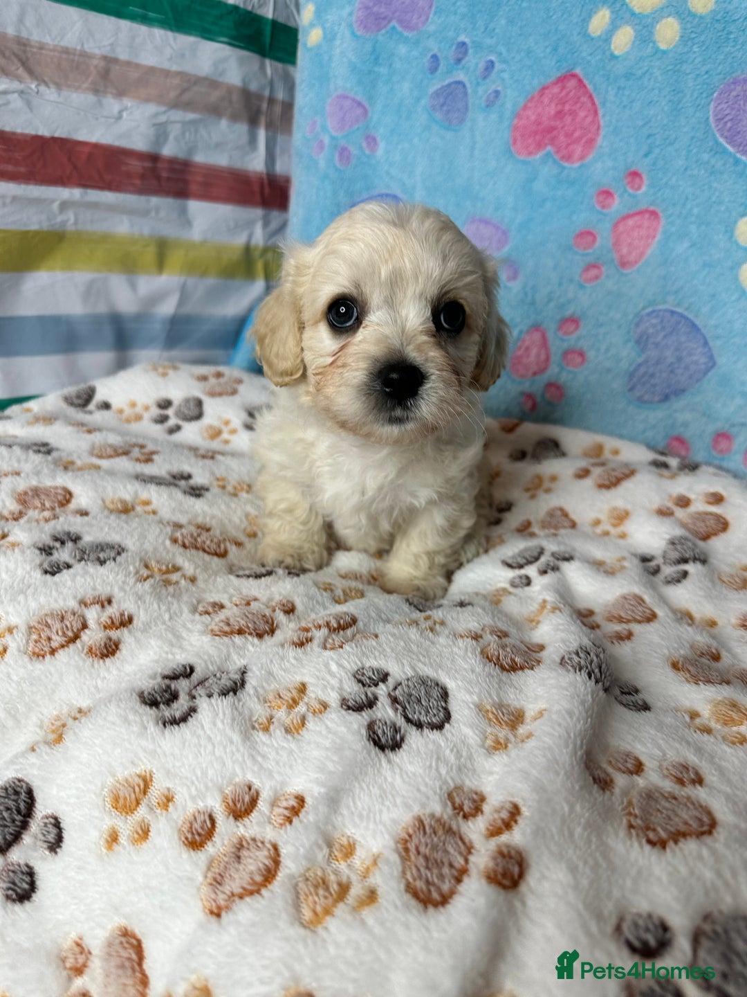 Cavachon dogs for sale: Beautiful Litter of Cavachon Puppies - Image 6