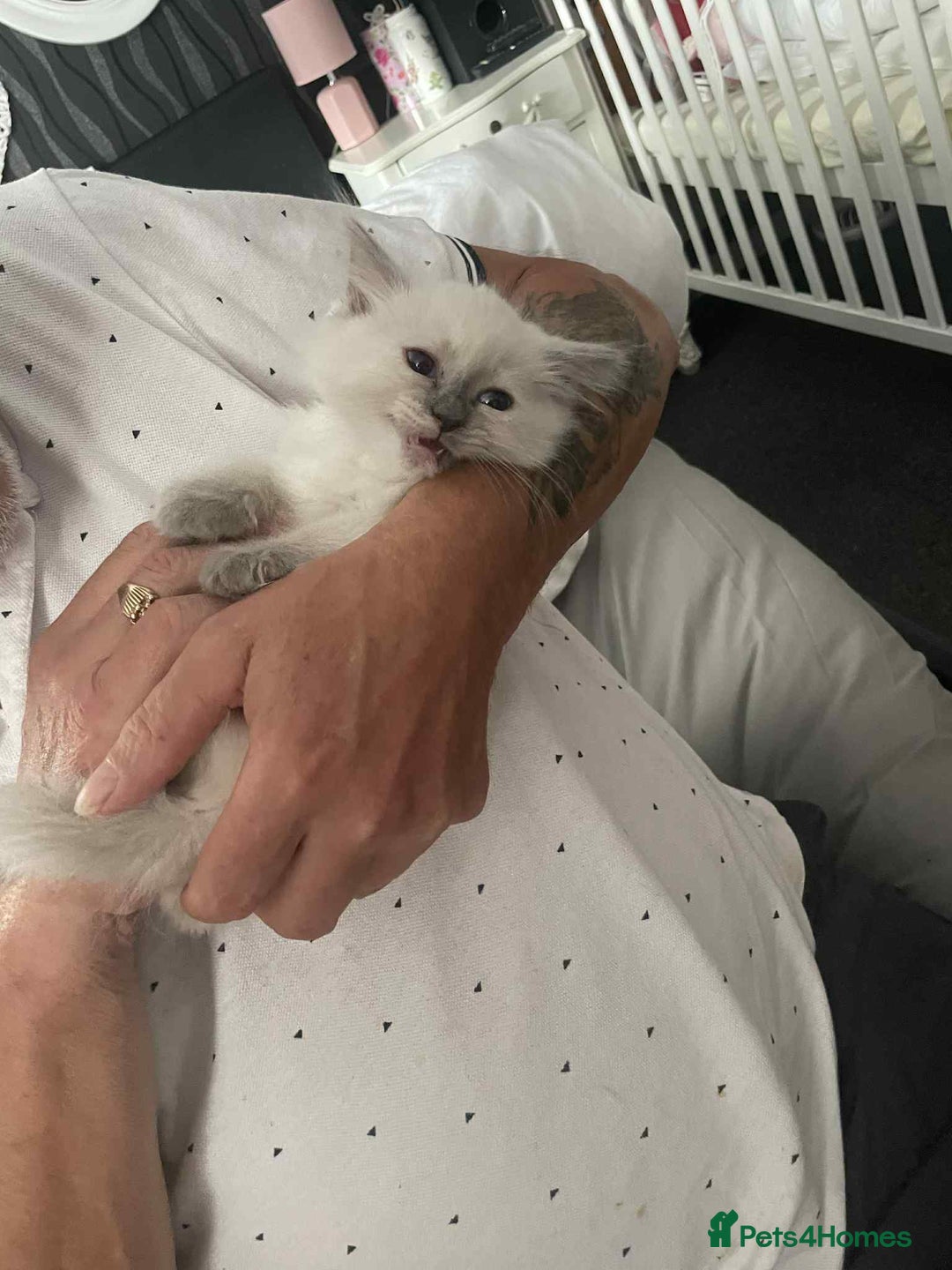 Ragdoll cats for sale: Ragdoll kittens  - Image 10