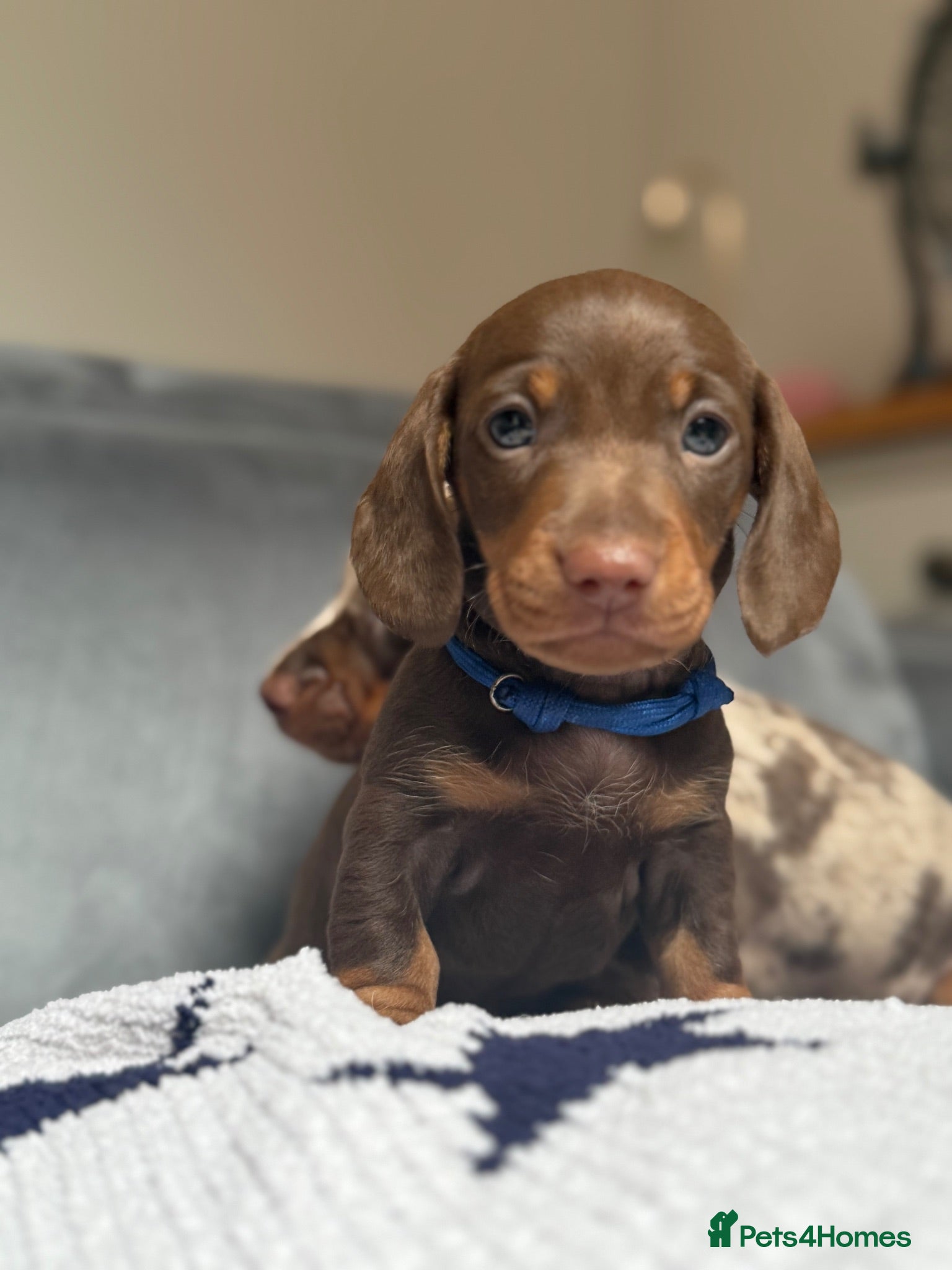 Miniature Dachshund dogs One Absolutely stunning boy left  - Advert 2
