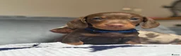 Miniature Dachshund dogs for sale: Ready now One Absolutely stunning boy left  - Advert 6