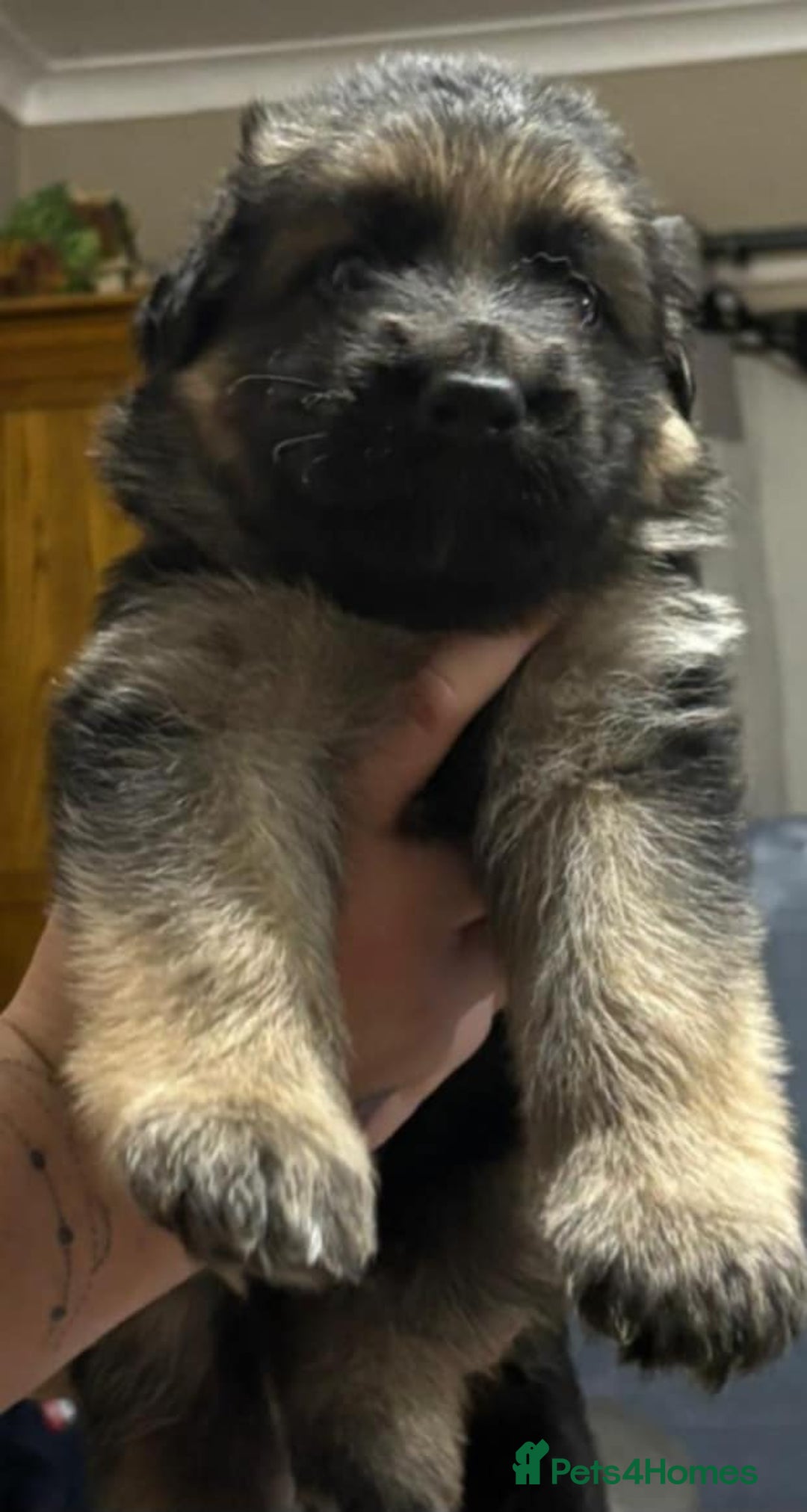 German Shepherd dogs for sale: Long haired Black and Tan German shepherd puppies  - Image 2