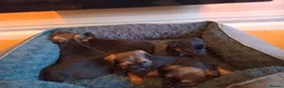 Border Terrier dogs for sale: 4 Male Blue and Tan Border Terrier Pups for sale - Advert 3