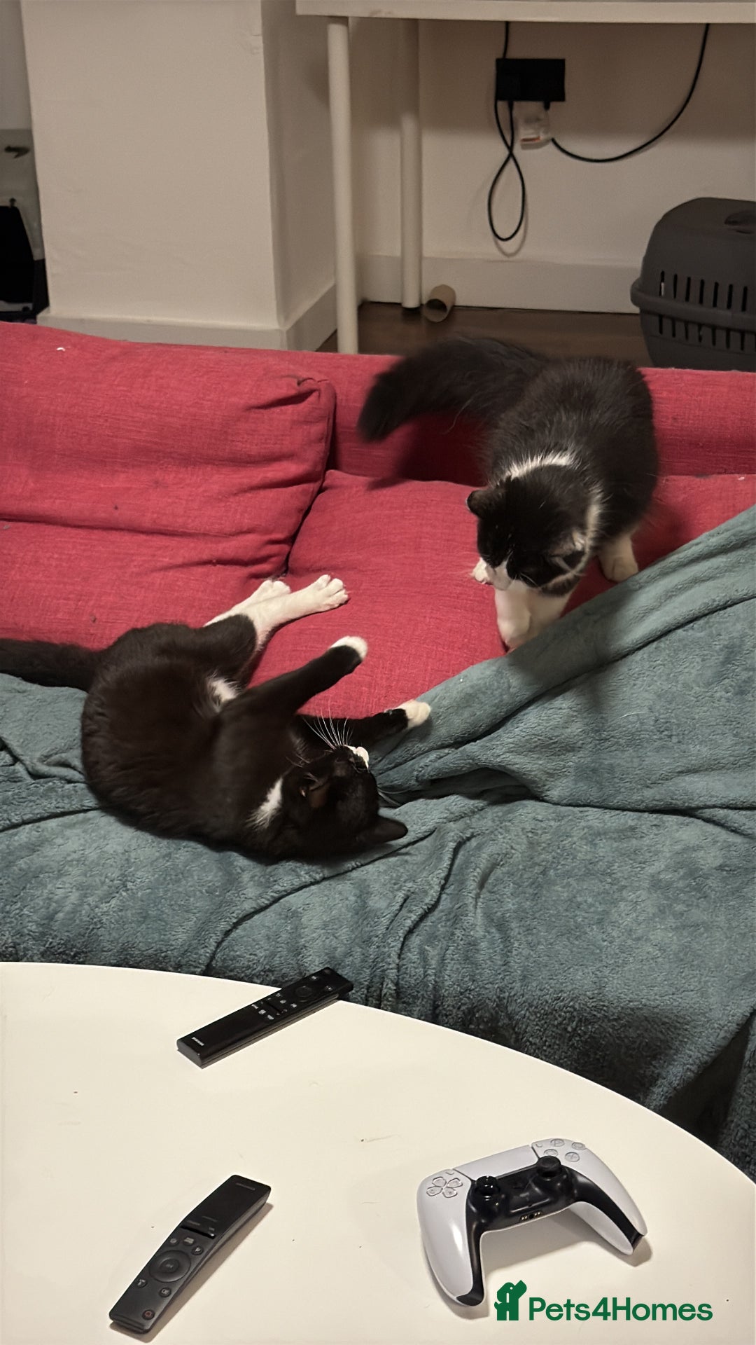 Mixed Breed cats for sale: Cats  - Image 6