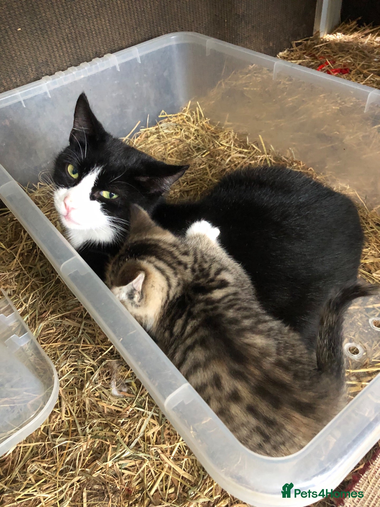 Mixed Breed cats Gorgeous kittens - Advert 3