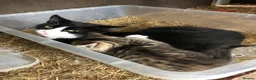 Mixed Breed cats for sale: Gorgeous kittens - Advert 1