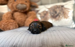 Miniature Dachshund dogs for sale: KC LONG HAIRED MINIATURE DACHSHUNDS🤍 - Image 7