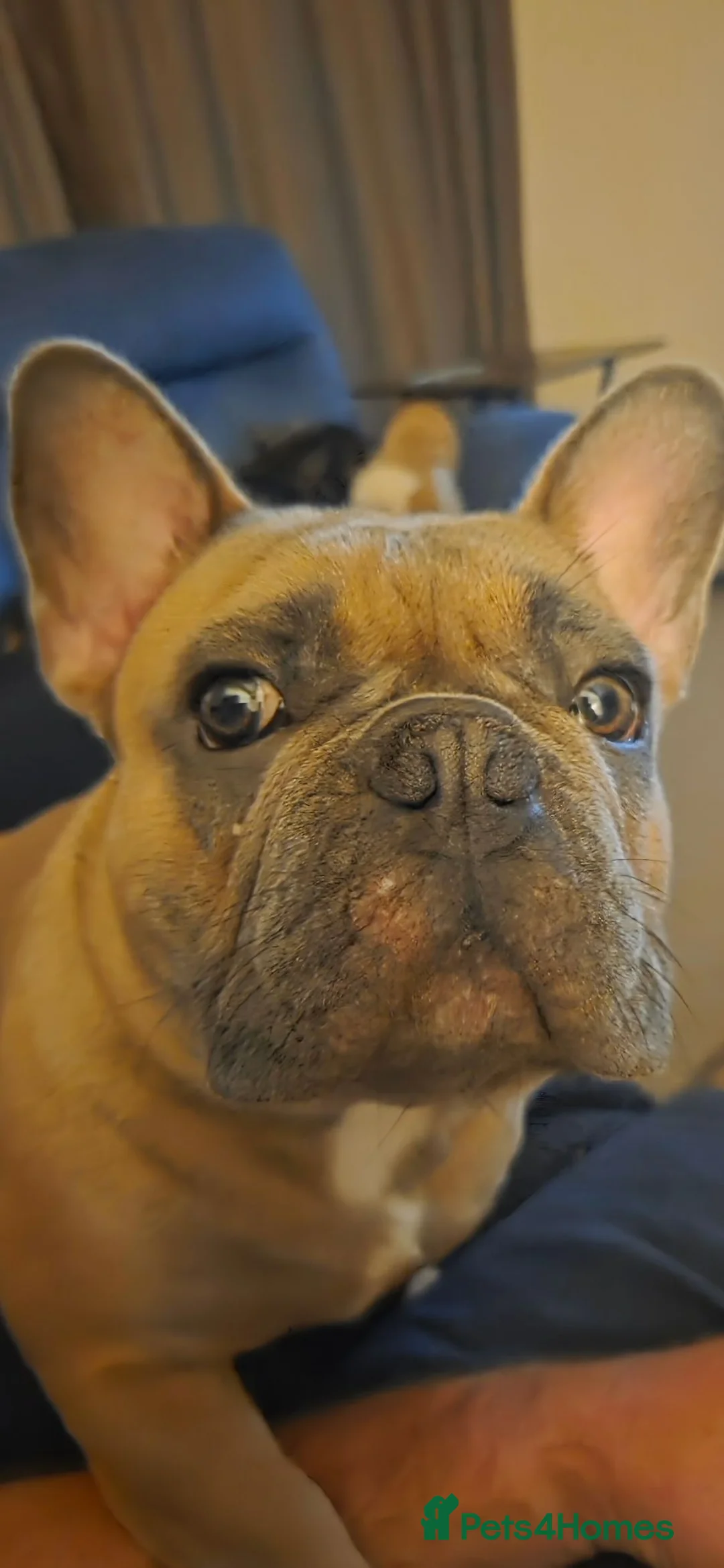 French Bulldog dogs for sale: 13 .onth old male french bulldog - Advert 4