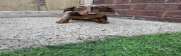 Miniature Dachshund dogs for sale: Miniature daschund puppies   in Hull - Advert 4