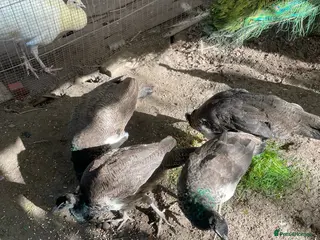 Mixed Breed birds peafowl - Advert 18
