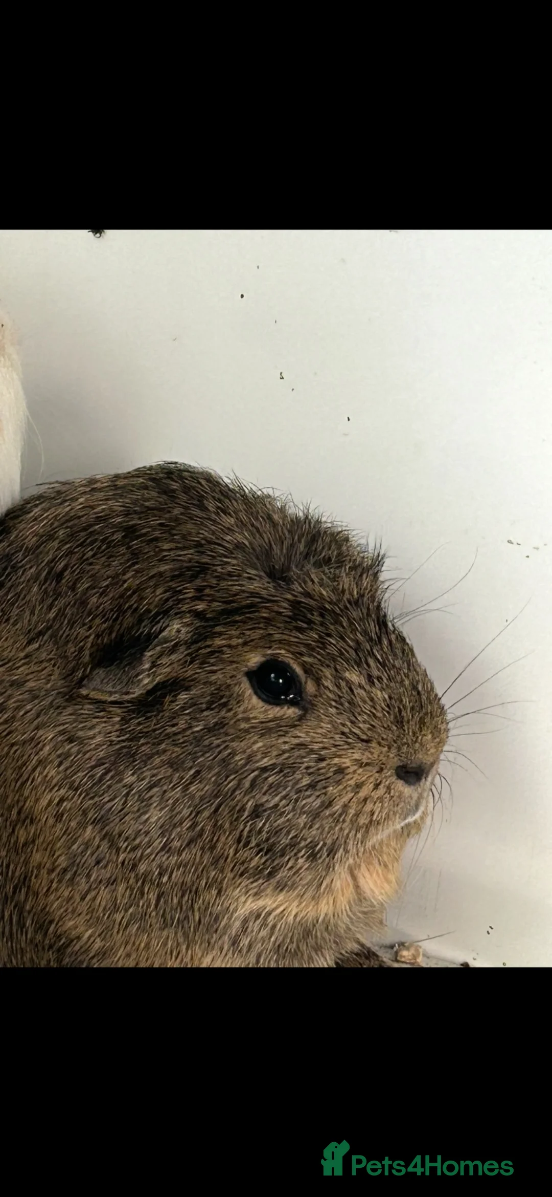 Guinea Pig rodents for sale: Two boy guinea pigs  - Advert 2