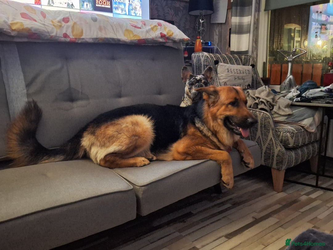 German Shepherd dogs for sale: 2 yr old male German shepherd  - Image 8