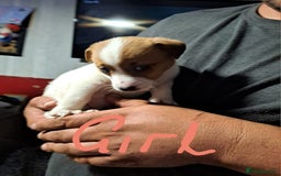 Jack Russell dogs for sale: Jolly Joyful Jack Russells  - Image 22