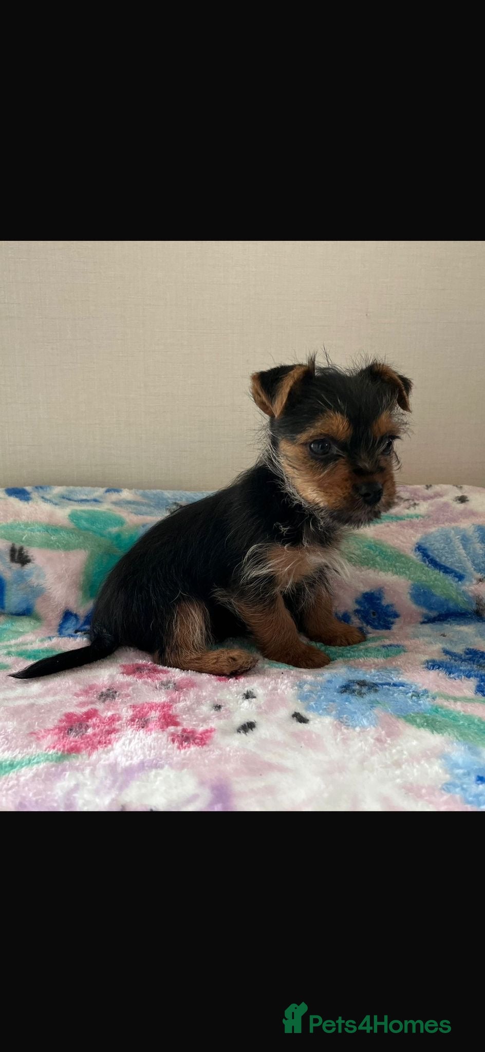 Mixed Breed dogs Border terrier X jack Russell - Advert 10