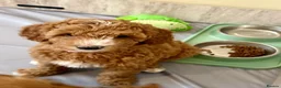 Australian Labradoodle dogs for sale: Stunning Red Australian Labradoodle Multigen Pups - Advert 5