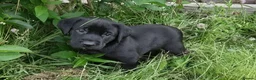 Labrador Retriever dogs for sale: Outstanding working lab pups  in Preston - Advert 11