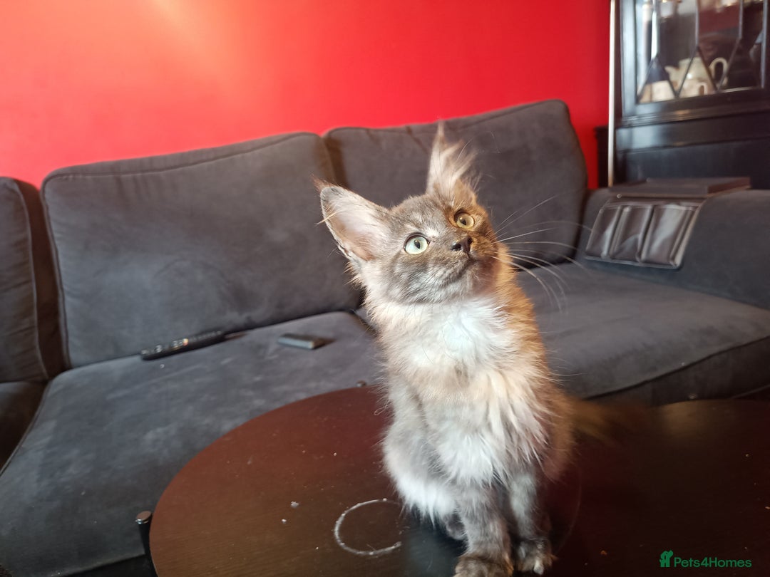 Maine Coon cats for sale: Maine Coon kittens in Manchester  - Image 15