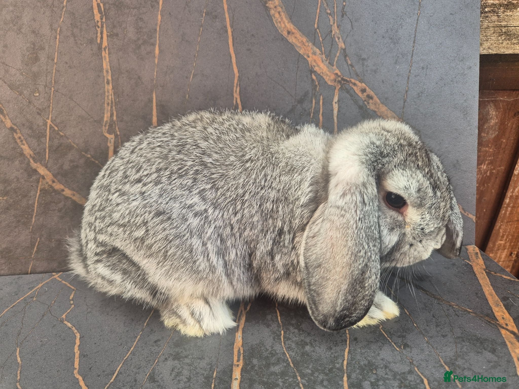 Mini Lop rabbits ❤️ ready to leave 💙  - Advert 1