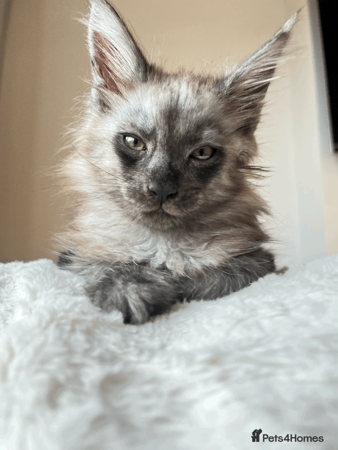 Maine Coon cats for sale: XXL CHAMPION RUSSIAN LINE.MAINE COON KITTENS - Advert 3